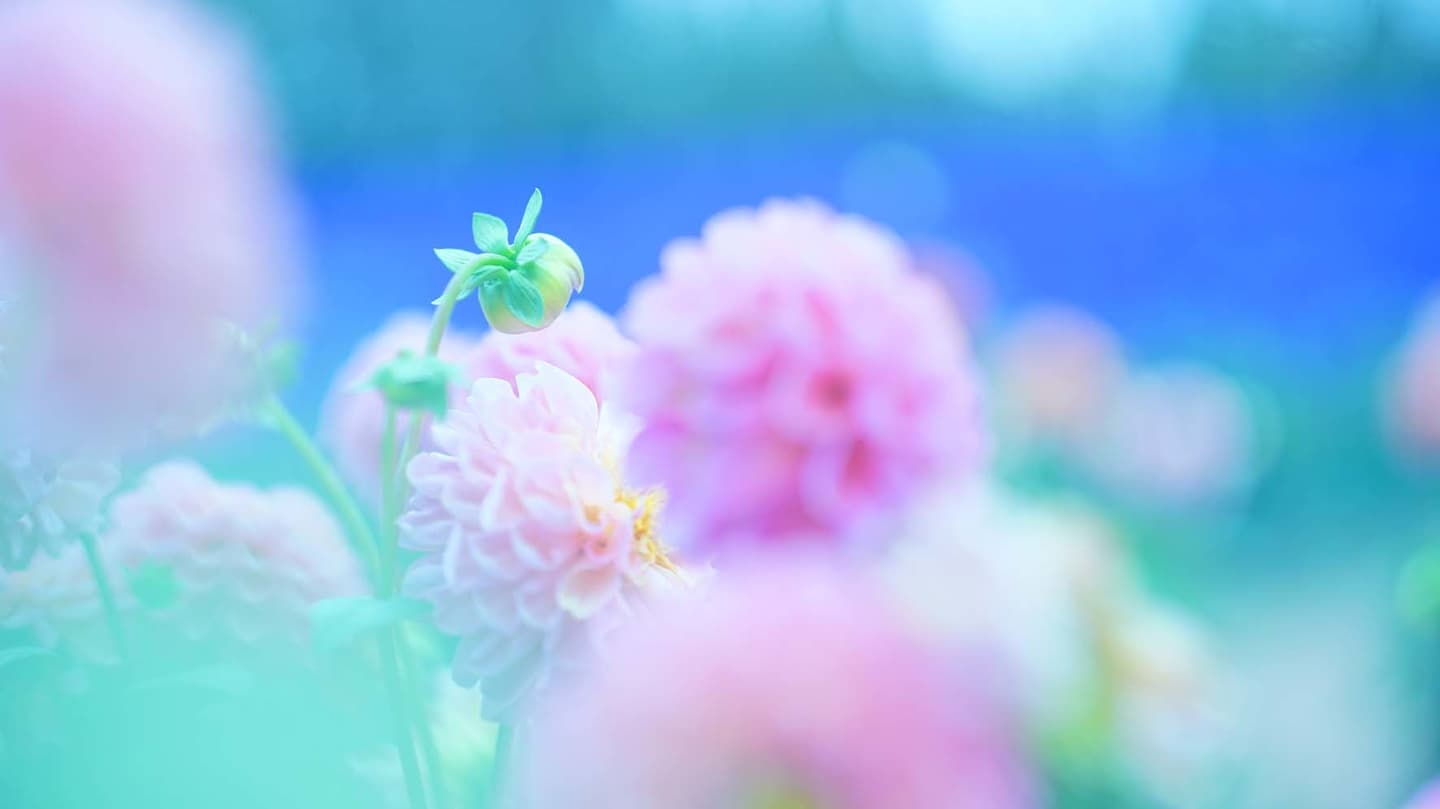 代表山本まりこが世羅高原農場のダリアを撮影した作品です