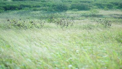 代表山本まりこがハワイで撮影した作品です